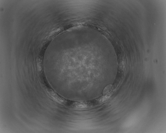 X0000073860658200608170943