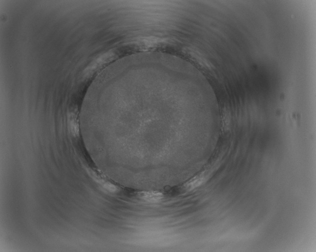 X0000073860719200608170942