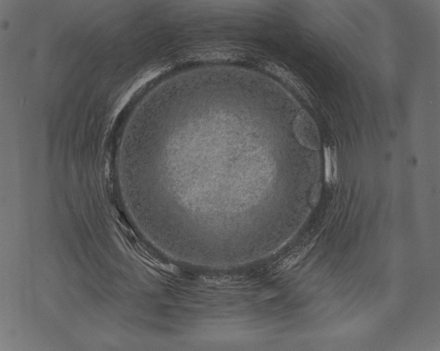 X0000073860723200608170941