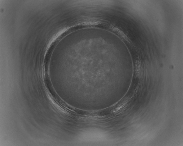 X0000073860726200608170941