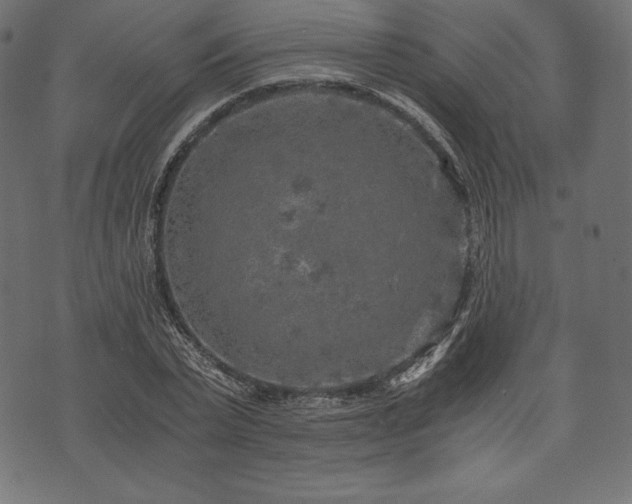 X0000073860783200608170941