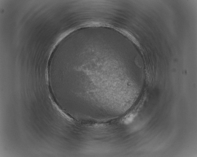 X0000073860839200608170940