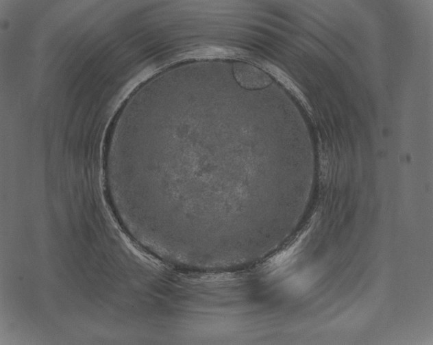 X0000073860845200608170940