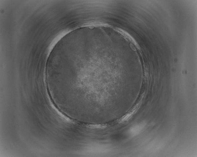 X0000073860855200608170940