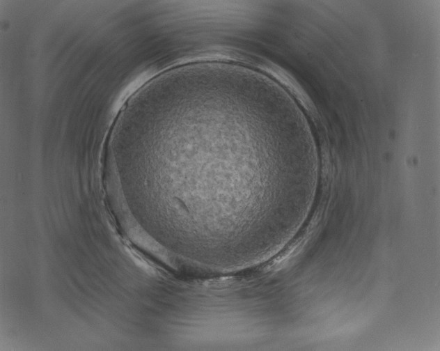 X0000073860858200608170940