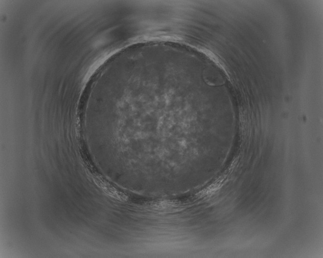 X0000073860879200608170940