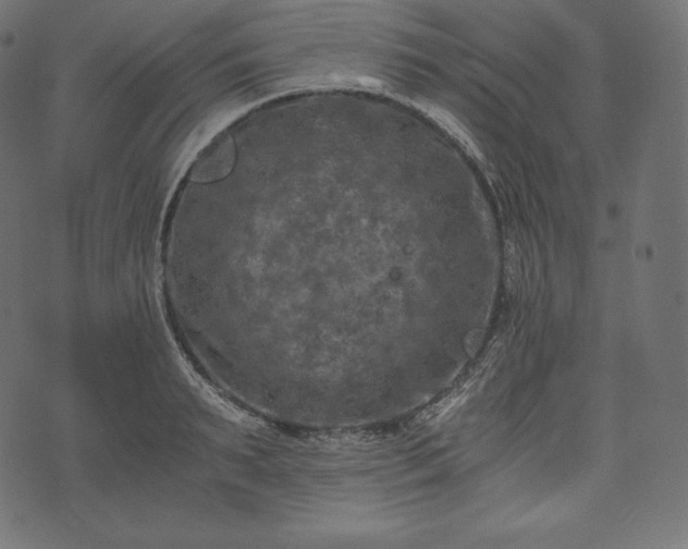 X0000073860895200608170939