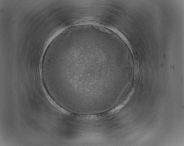 X0000073860957200608170939