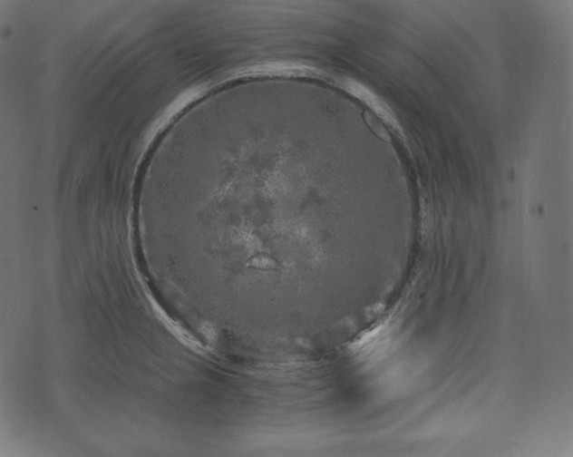 X0000073861237200608170934