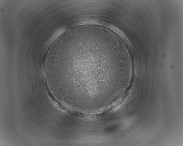 X0000073861241200608170934