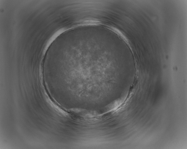 X0000073861243200608170934