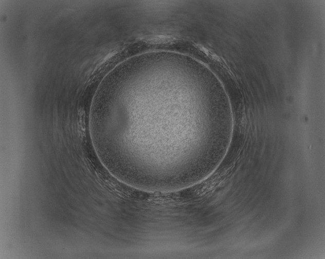 X0000073861301200608170932