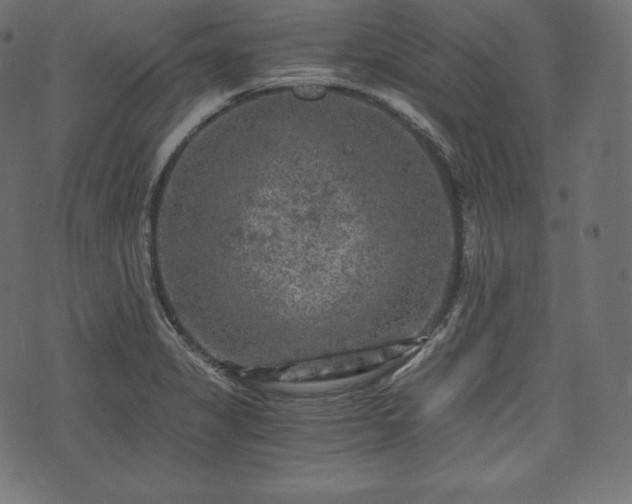 X0000073861325200608170932