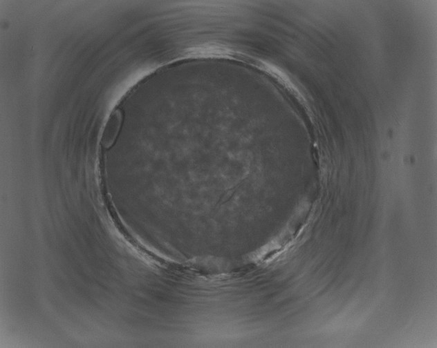 X0000073861331200608170933