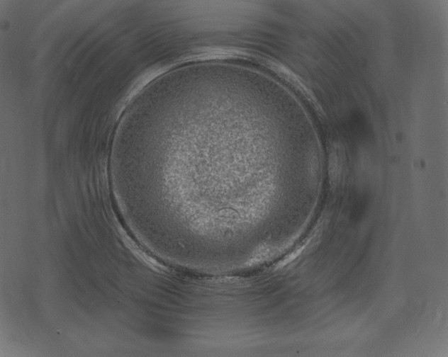 X0000073861417200608170931