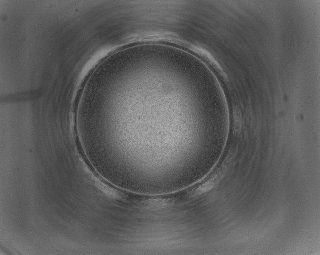 X0000073861424200608170931