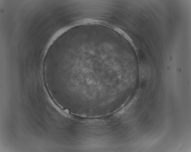 X0000073861429200608170931