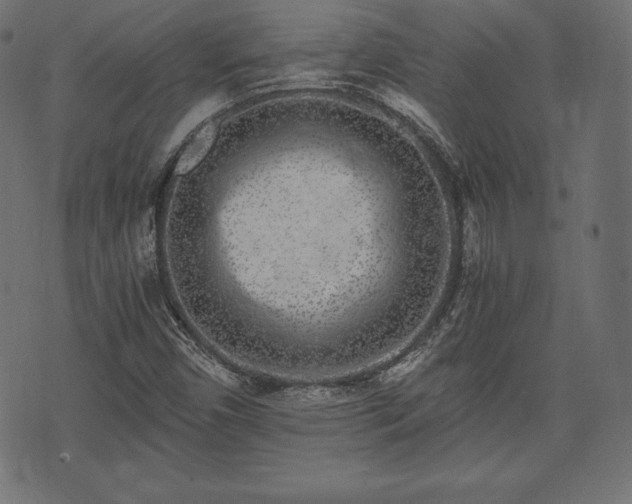 X0000073861450200608170930