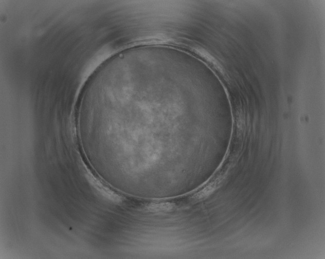 X0000073861466200608170930