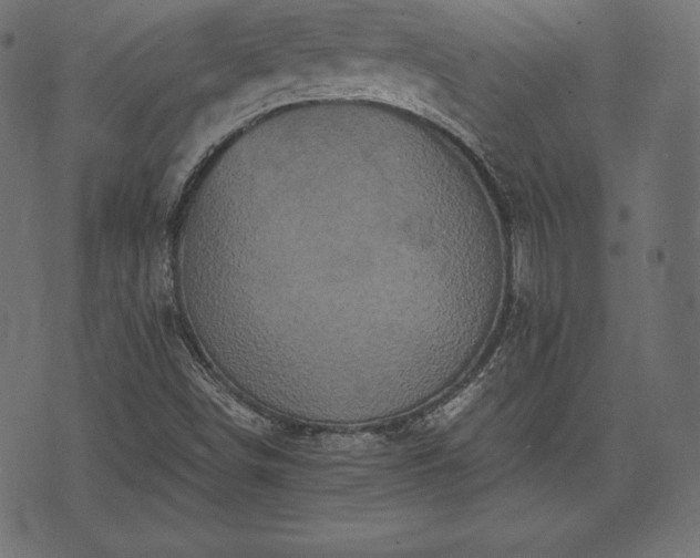 X0000073861498200608170929