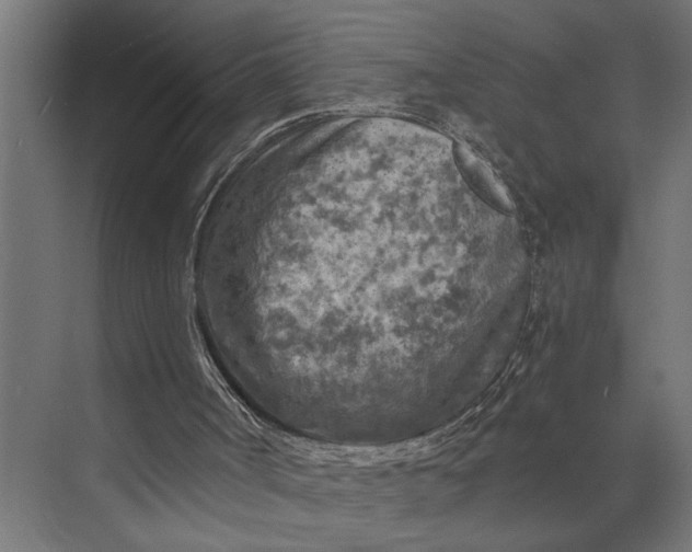 X0000073860002200608241121