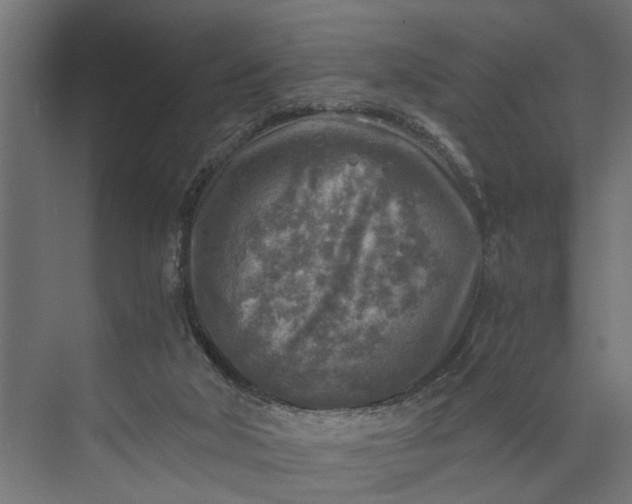 X0000073860018200608241120