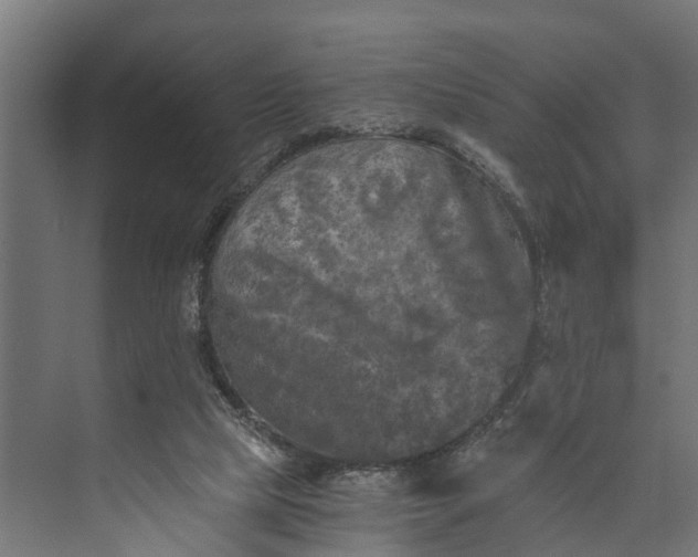 X0000073860065200608241119