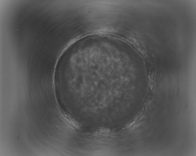 X0000073860196200608241117