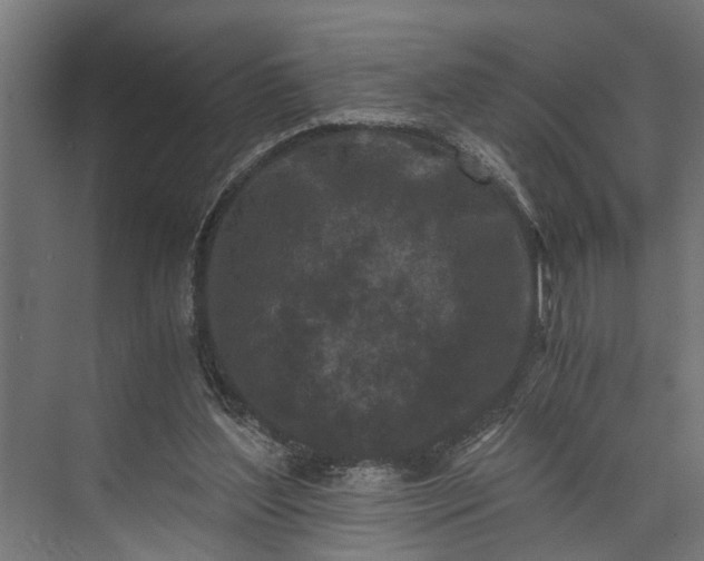 X0000073860204200608241117