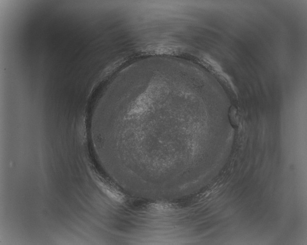 X0000073860250200608241116