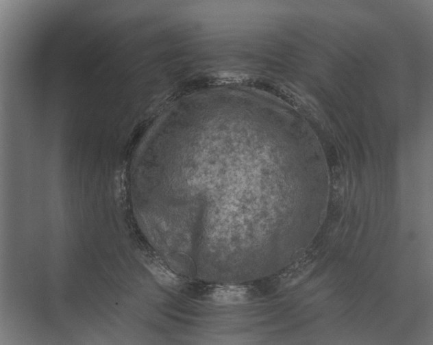 X0000073860369200608241115