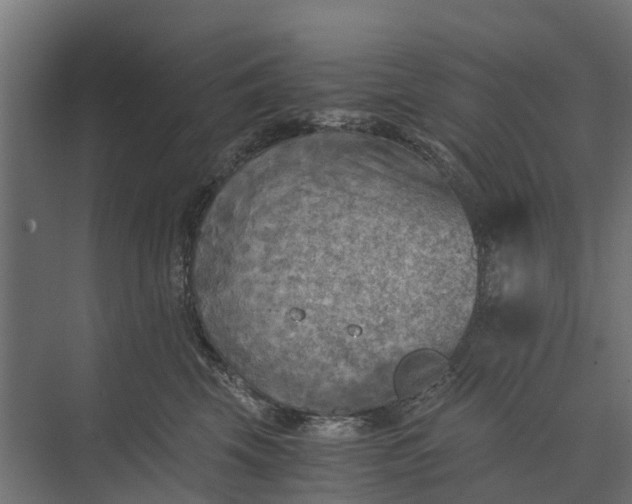 X0000073860569200608241111