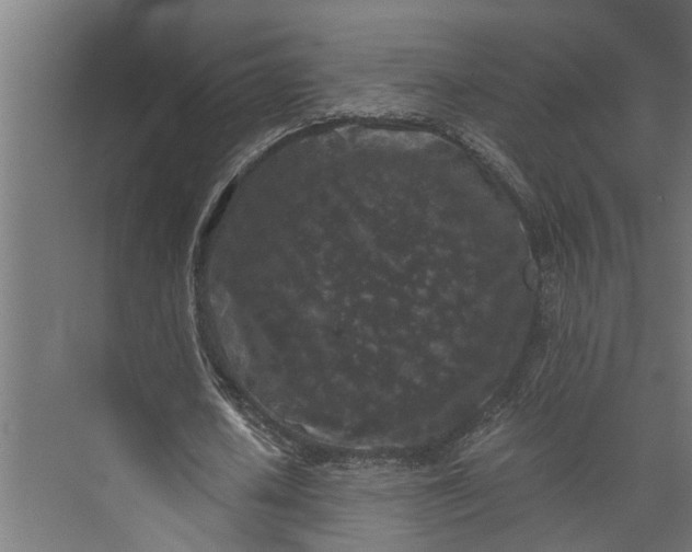 X0000073860626200608241109