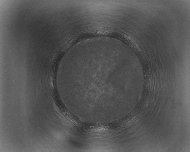 X0000073860643200608241109