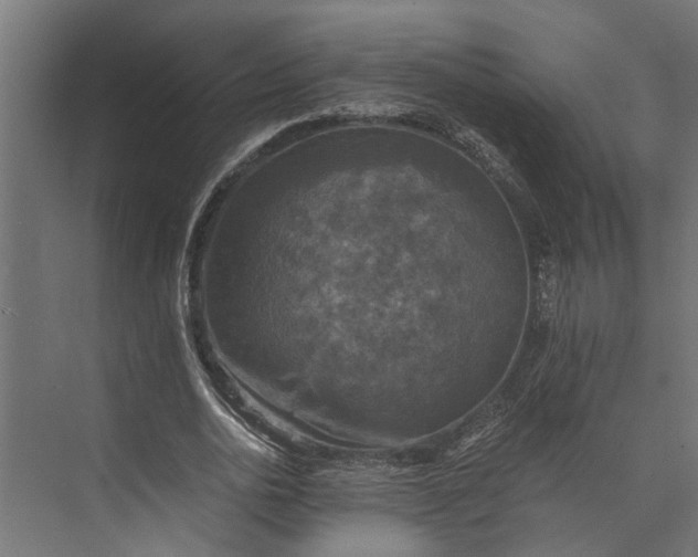 X0000073860726200608241108