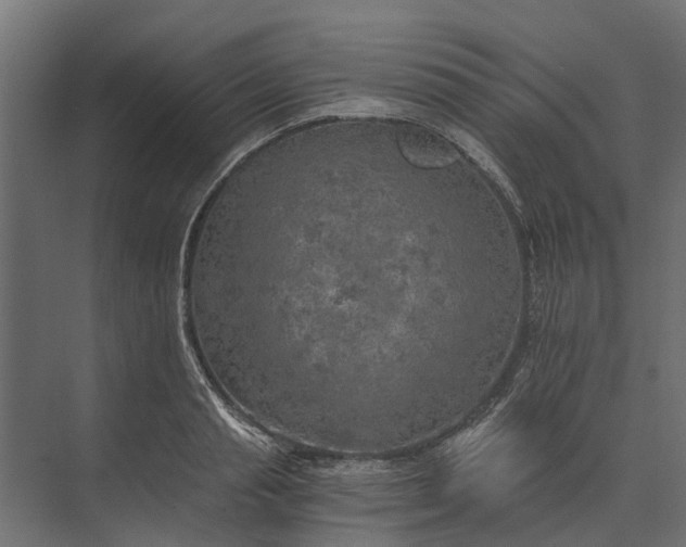 X0000073860845200608241106