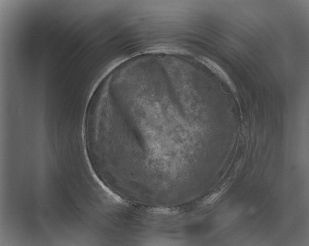 X0000073860855200608241107