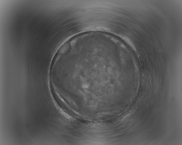 X0000073860895200608241105