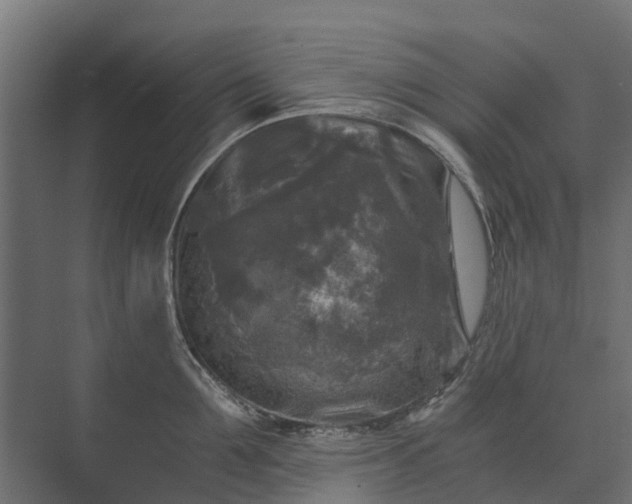 X0000073860907200608241105