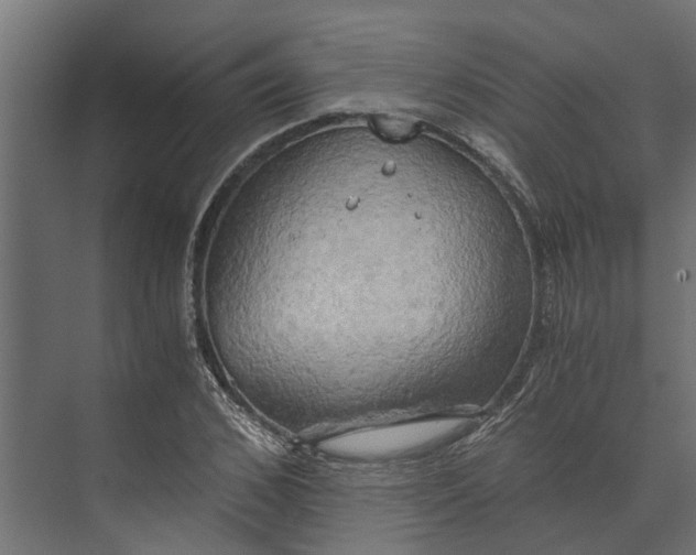 X0000073860976200608241104