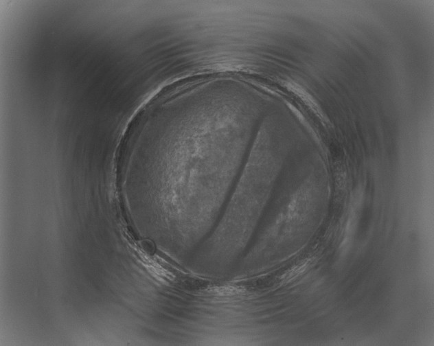 X0000073861023200608241103