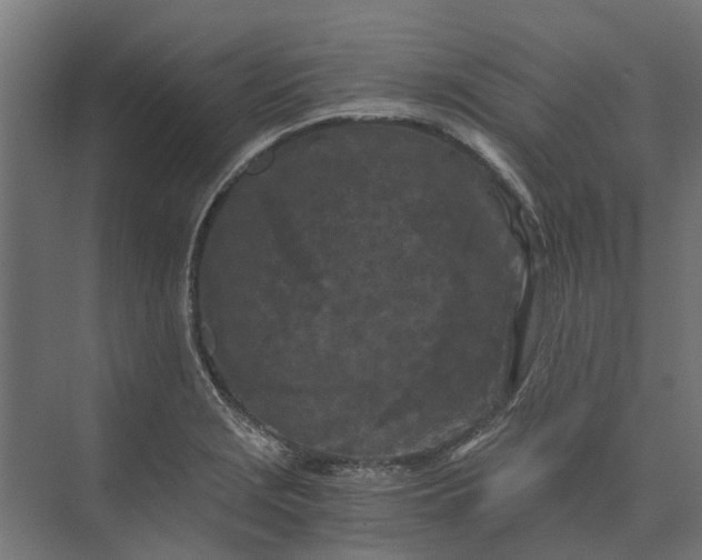 X0000073861229200608241100