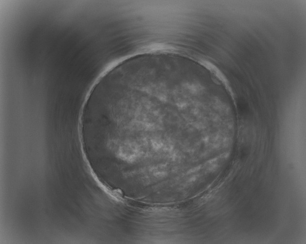 X0000073861429200608241057