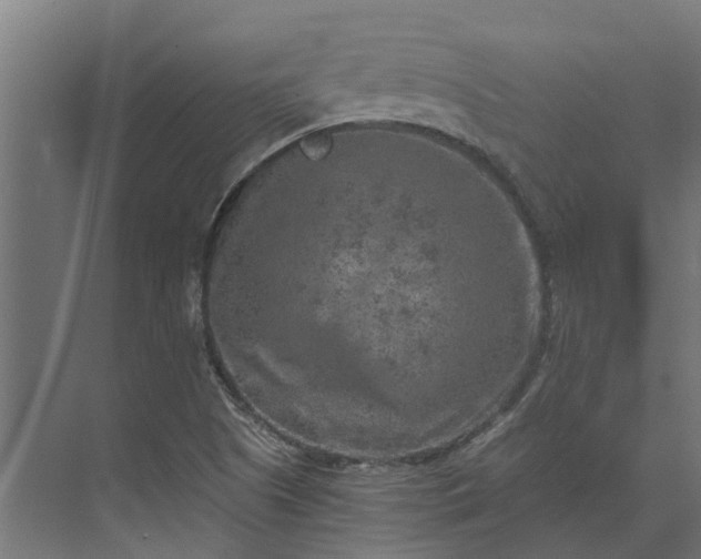 X0000073861505200608241055