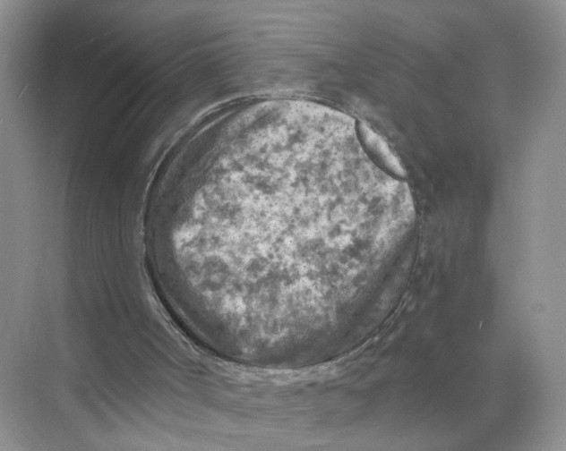 X0000073860002200608312039