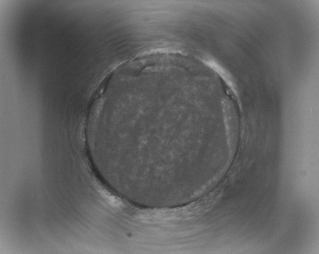 X0000073860009200608312038