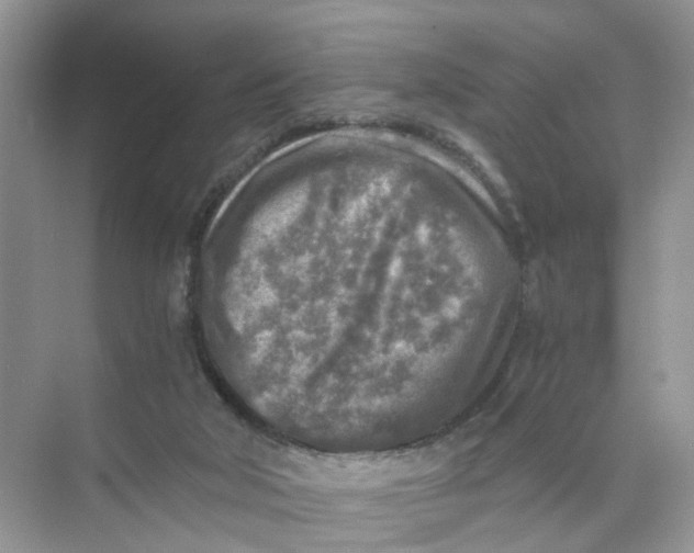 X0000073860018200608312038