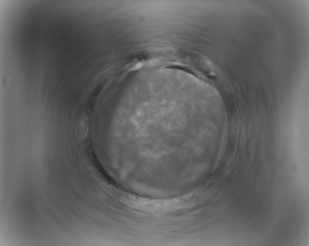 X0000073860043200608312038