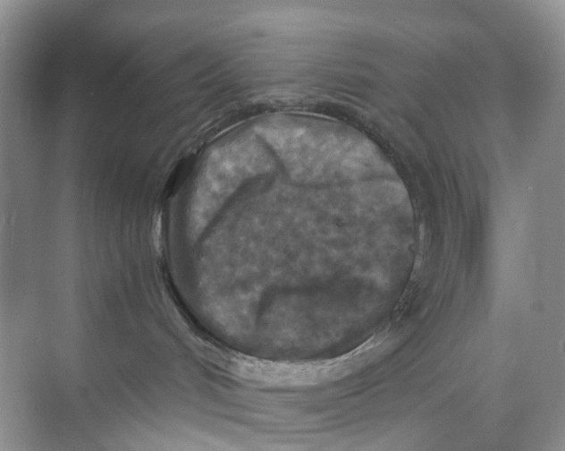 X0000073860048200608312038