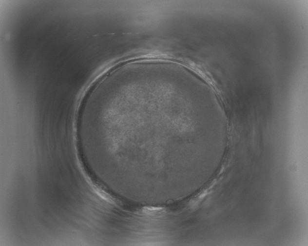 X0000073860055200608312037